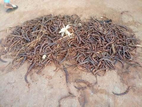 African locust bean pod husks, their shells sporting a dark hue compared to bright green when unripe. Credit: Ata Franck Akouete via Wikimedia Commons, 2024