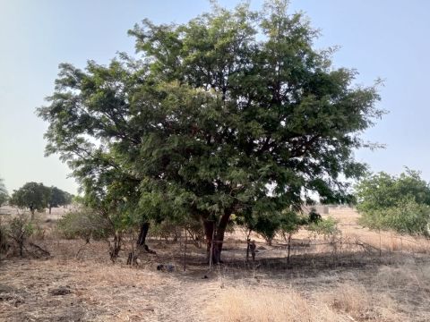 A néré (African locust bean) tree from Zabré, a rural city of Burkina Faso. The fruits from this tree are traditionally harvested by women and used to make the popular West African spice soumbala. Credit: Jocelyne Vokouma, 2024