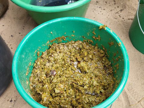 A bucket of soaked "gara" indigo leaves from Mali and the extracted indigo, water, and potash solution in another bucket behind it.